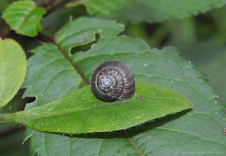 Molluschi geordies